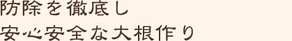 妨除を徹底し安心安全な大根作り