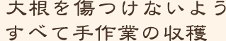 大根を傷つけないようすべて手作業の収穫